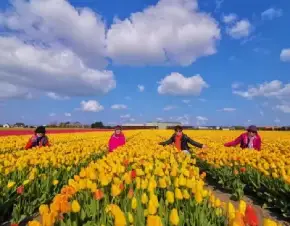 滴滴荷兰 - 台湾客户郁金香花田合影留念